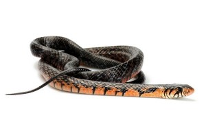 Drymarchon melanurus rubidus